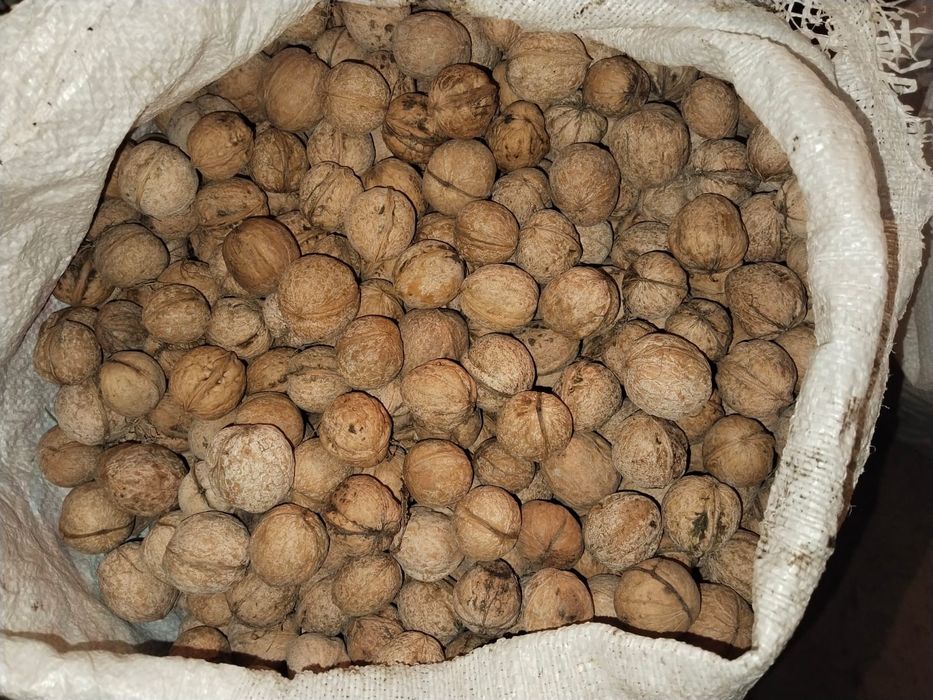 Греческий орех..