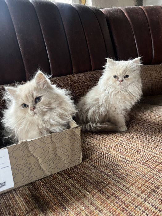 Puiuți de pisica persana de Himalaya