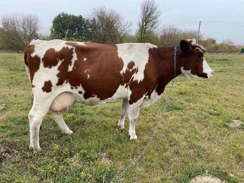 Продам корову красно пестрою (тельную).
