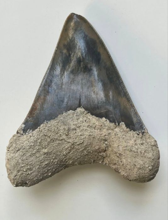 Superb dinte Megalodon autentic fosilizat