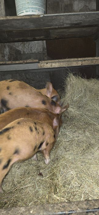 Заберём отходы со школ,кафе,ресторанов