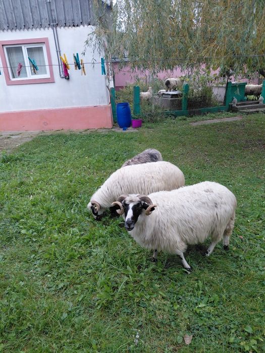 Vand 3 oi breze bune