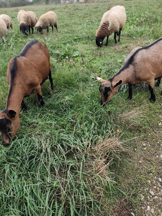 Vând Animale de rasa