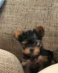Băiețel de Yorkshire terrier
