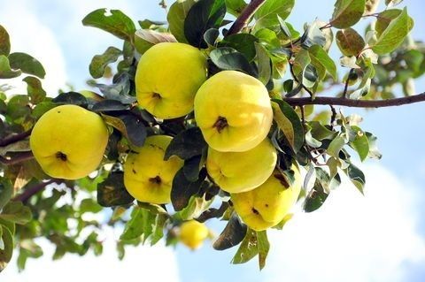 Pomi Fructiferi Columnari (GUTUI )