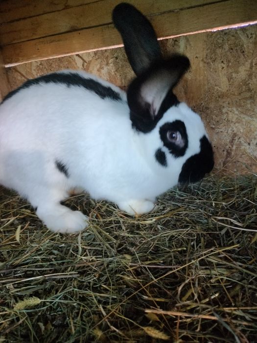 Iepuri fluturi germani cu acte de ungharia