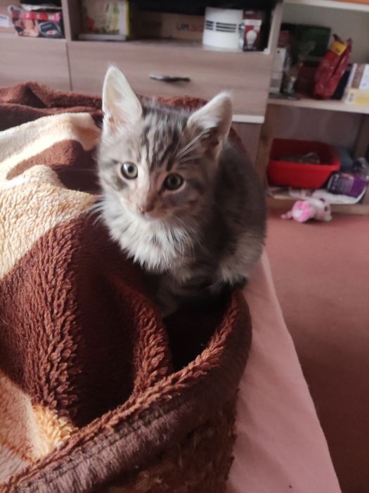 Подарявам котенца