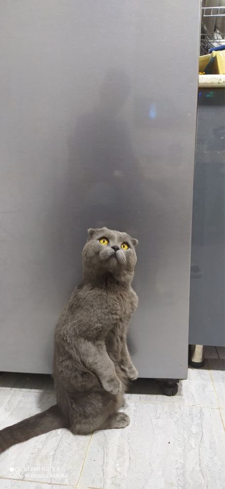 Чистокровный кот PABLO на вязку
