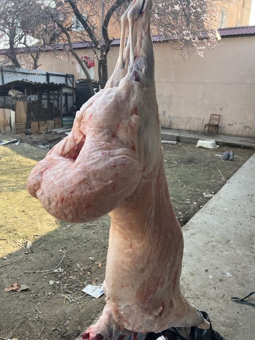 Qo’chqorlar, qassob xizmati