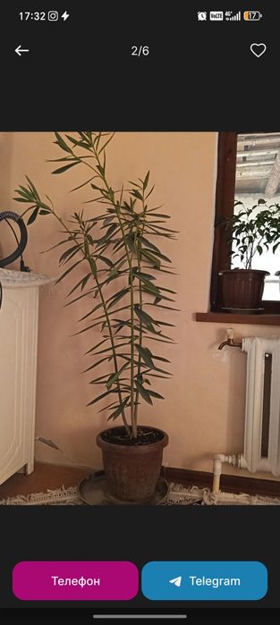 Гуллар бухородан ва когон да 20 дона сотилади