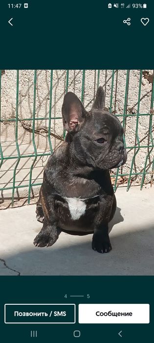 Продам собаку французский бульдог