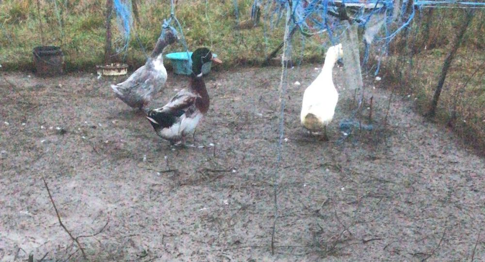 Vând doua rațe și un rățoi