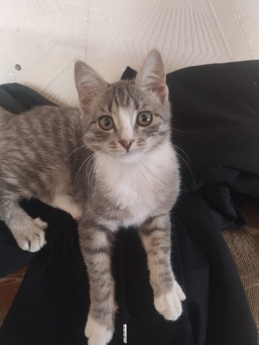 Отдам кошку домашнию