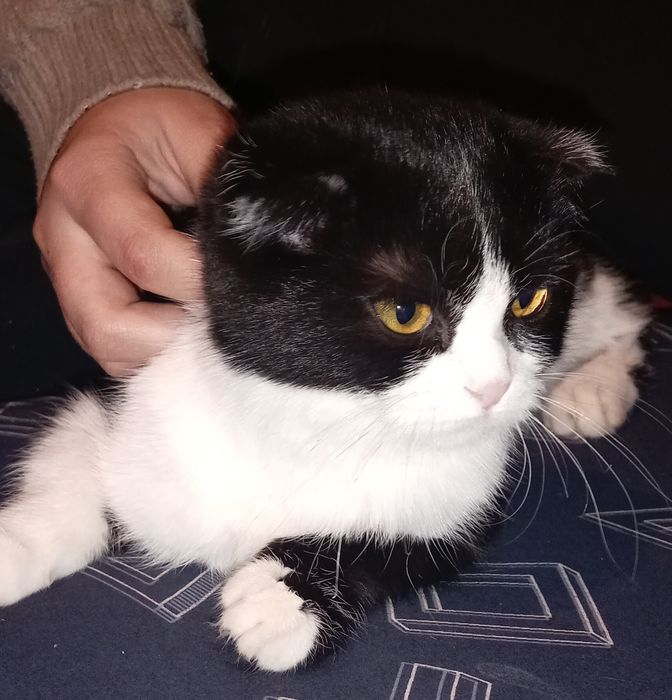 Красивая кошечка