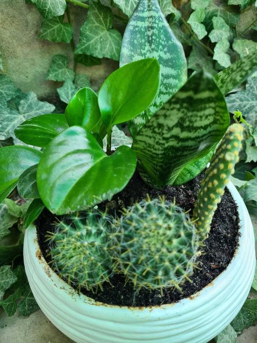 Композиция из кактусов и суккулентов, хлорофитум