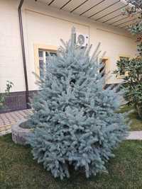 Голубые ели, Picea pungens glauca Glabosa