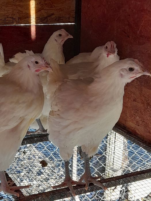 La bresse puicute și cocoșei au 3 luni