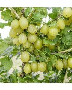 Arbuști Fructiferi (Agriș Alb ) 

20/30cm =15Lei 
40/50cm=25Lei