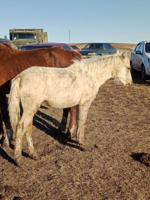 Жабагы Ургашы.255Мын.