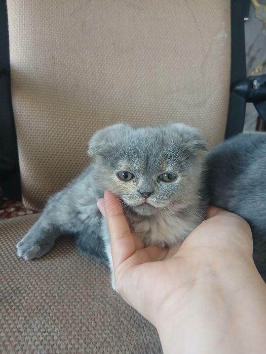 Zotdor mushuk bolasi