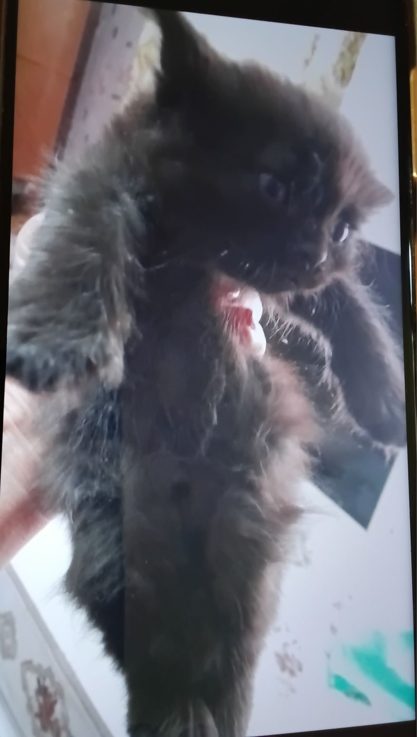 Котёнок от  сибирской кошки