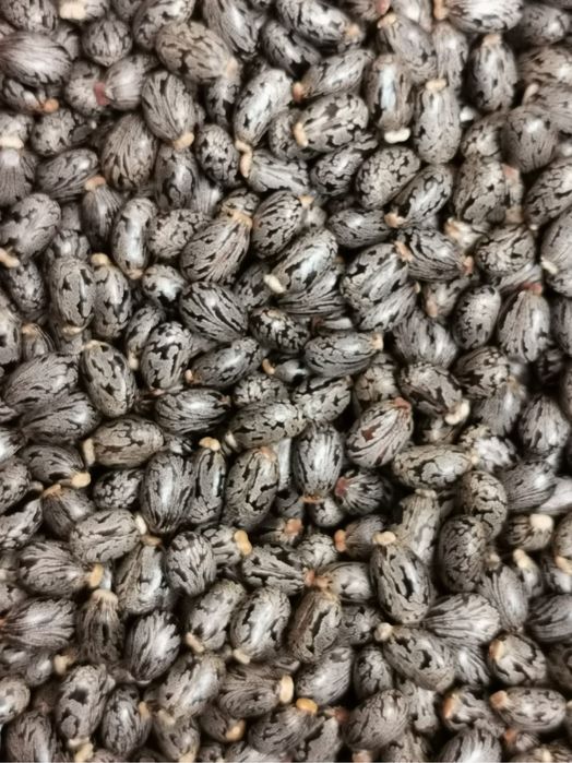 Ulei de ricin produs in Romania