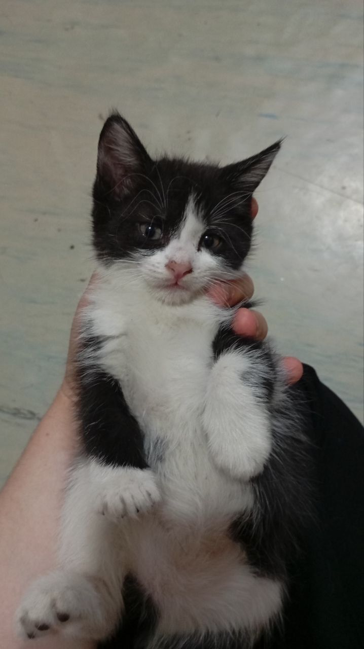 Котята.  1 месяц.  Отдадим в хорошие руеи