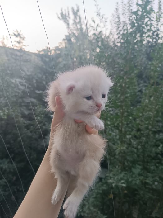 Котята Хайланд фолд продаётся