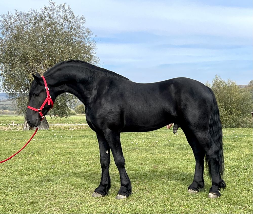 Friesian Frizian Top Armasar