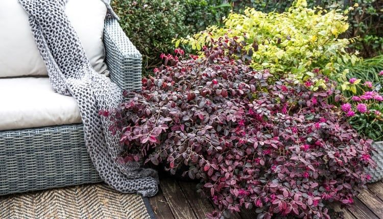 Лоропеталум/червен