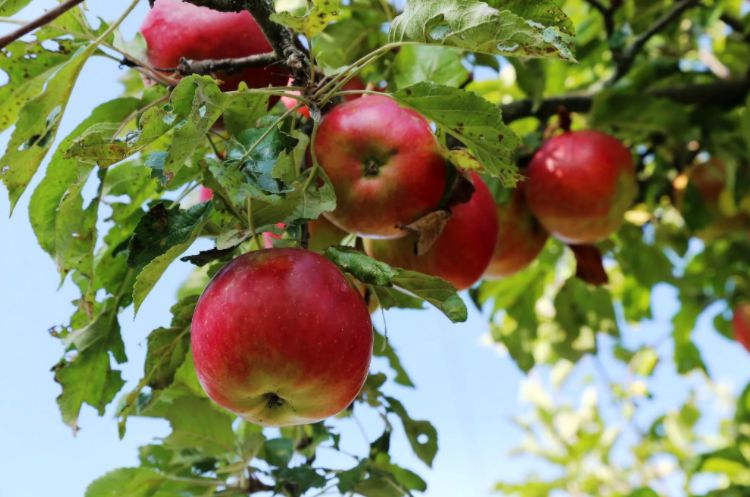 Саженцы яблони Айдаред отличается высокой, ежегодной урожайностью.