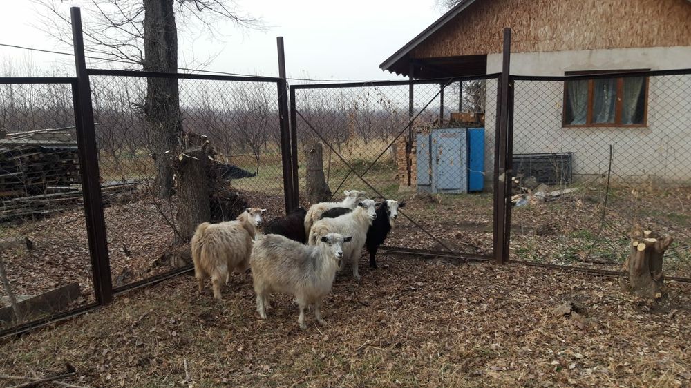 Ешкы сатам продам козлят