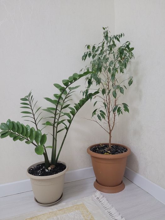 Гүл       сатылады