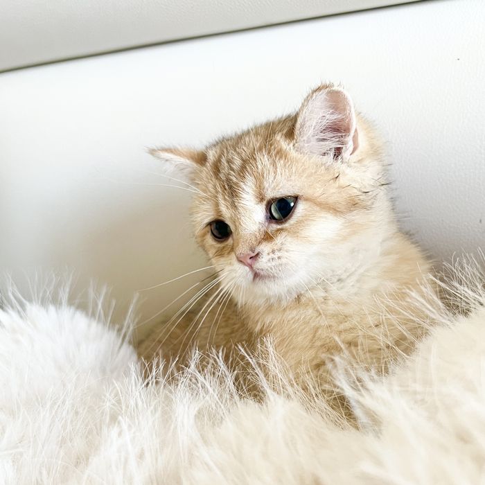 Британская шиншилла ny12