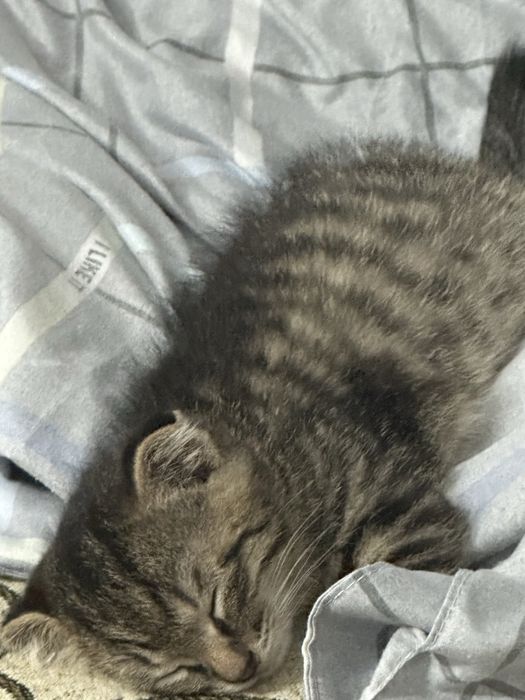 Вислоухий котенок 2мес