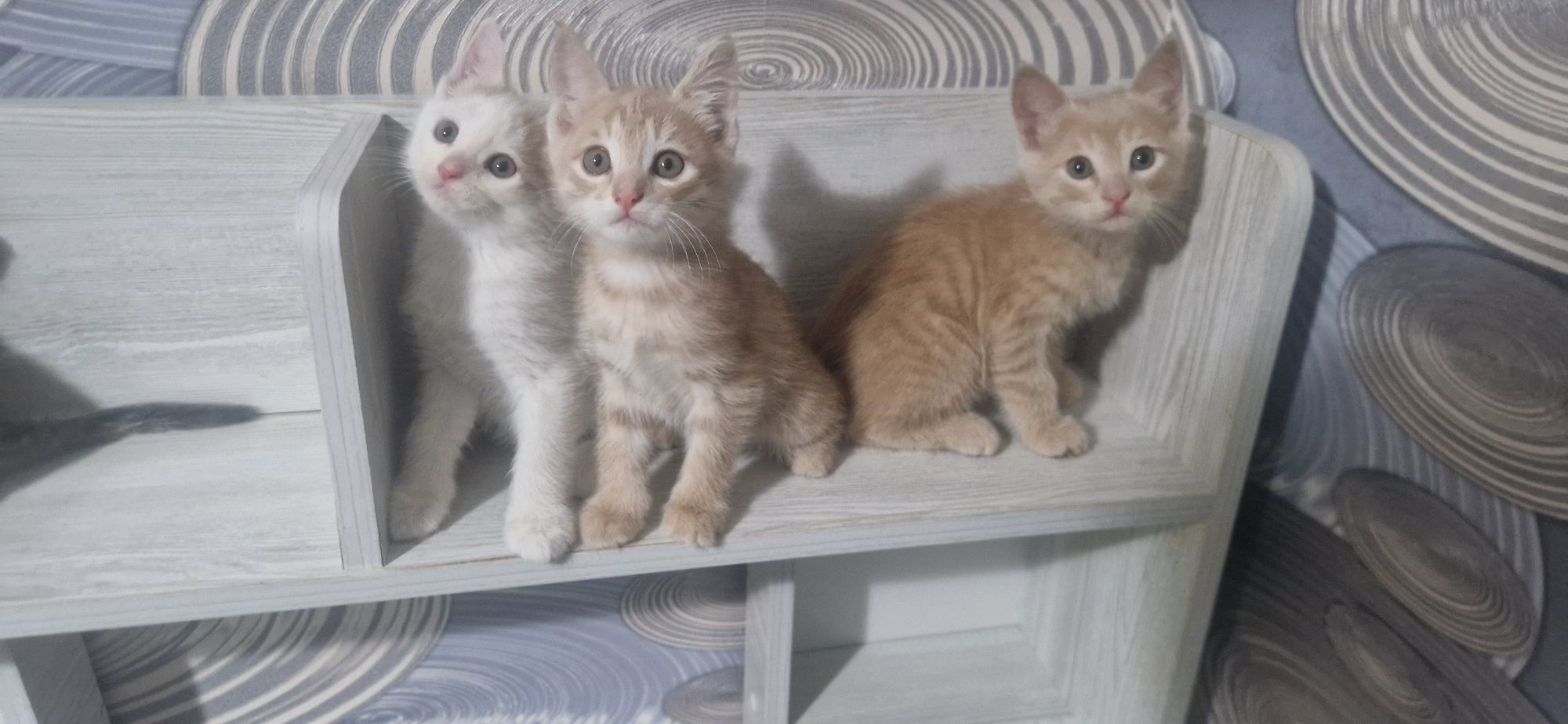 Отдам котят 5 штук 2 девочки 3 мальчика