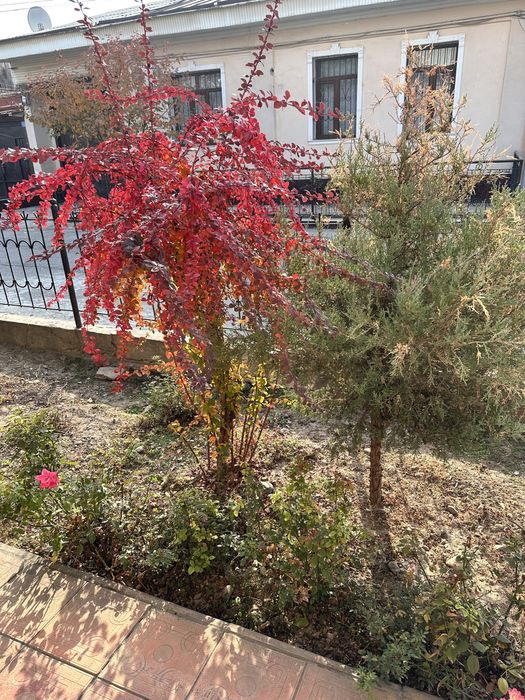 Продам большой куст Барбариса.Самовыкоп.