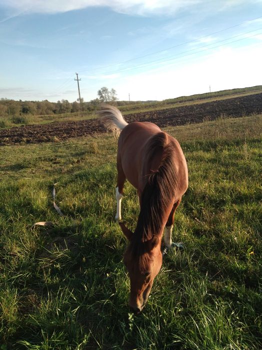 Vand 2 manze de 1 an jum si de 8 luni Calea mare nr 27,pret 2200 euro