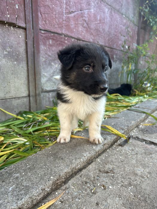 Donez cățeluși ciobănesc german