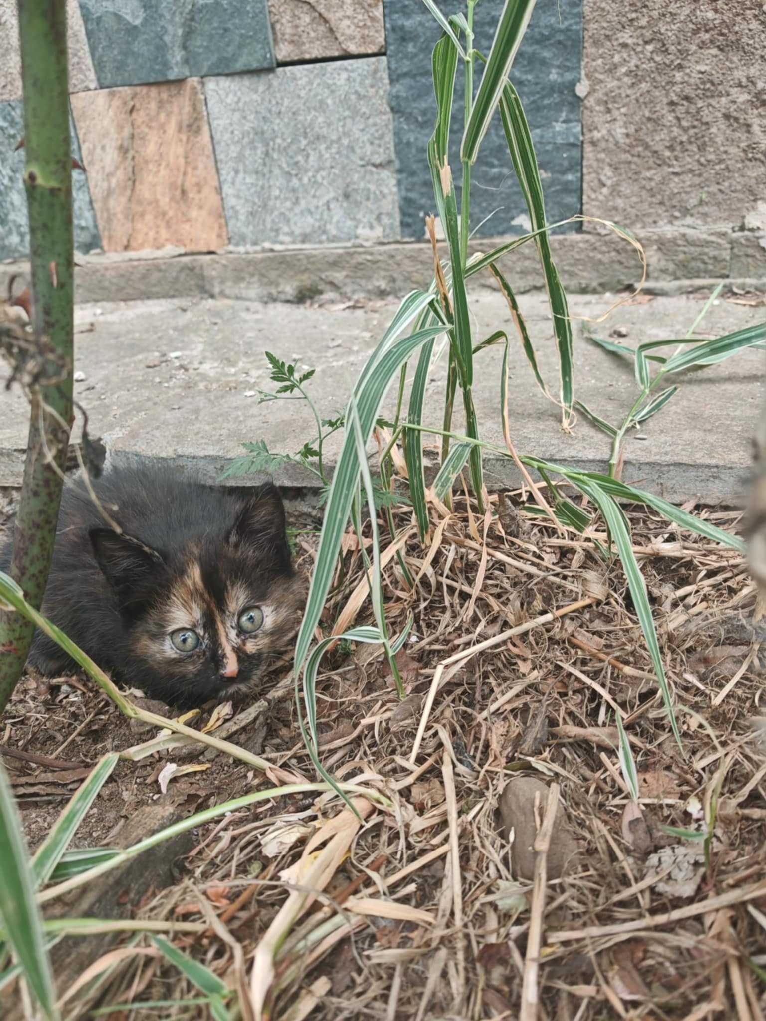 Подарявам малки прекрасни котенца