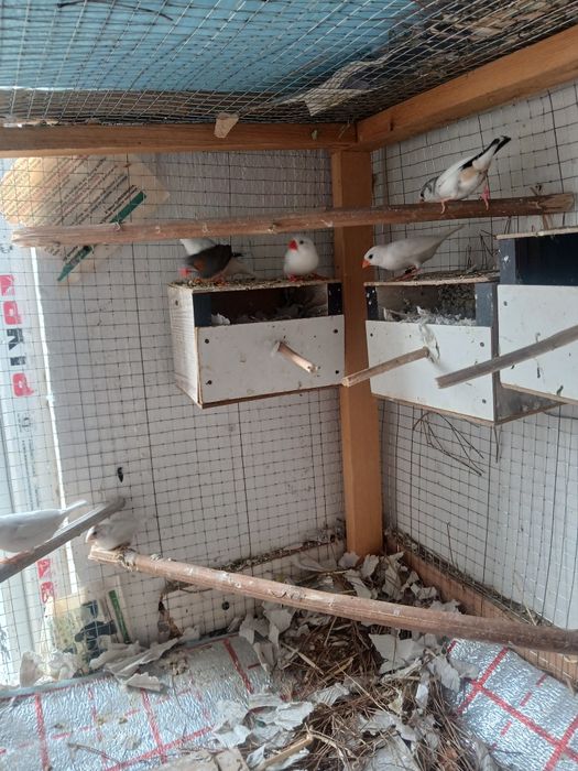 Tayyor ishlab turgan amadinkalar sotiladi soglom parasi 100 ming