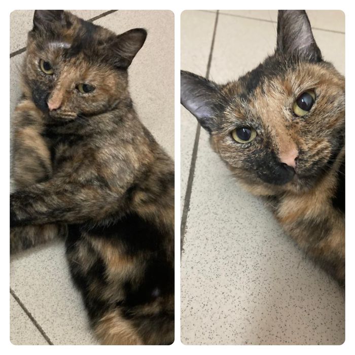 Кошка молодая стерильная ищет дом! Костанай! Привезем!