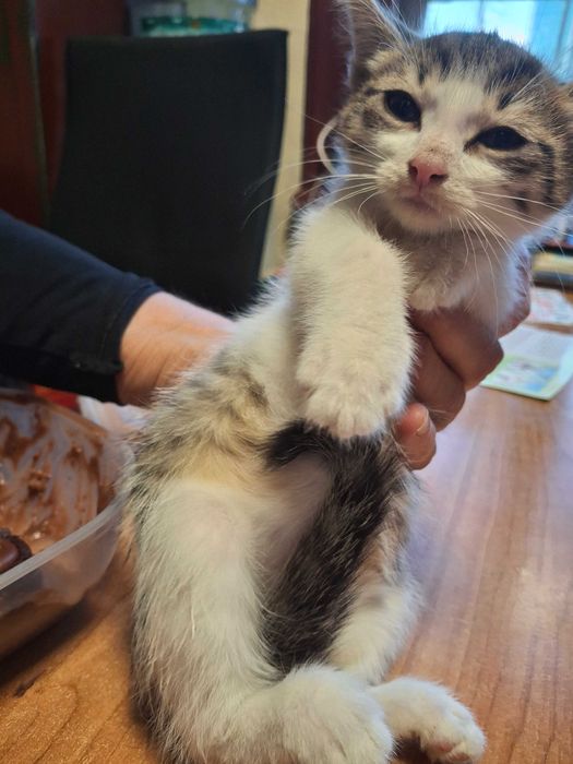 Котета на 1 мес. в София