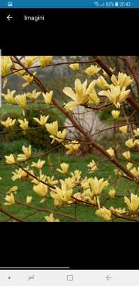 Magnolie galbenă