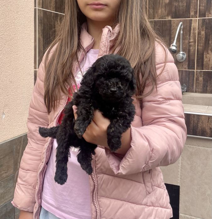 Предлагаме ТОП Мини Пудел