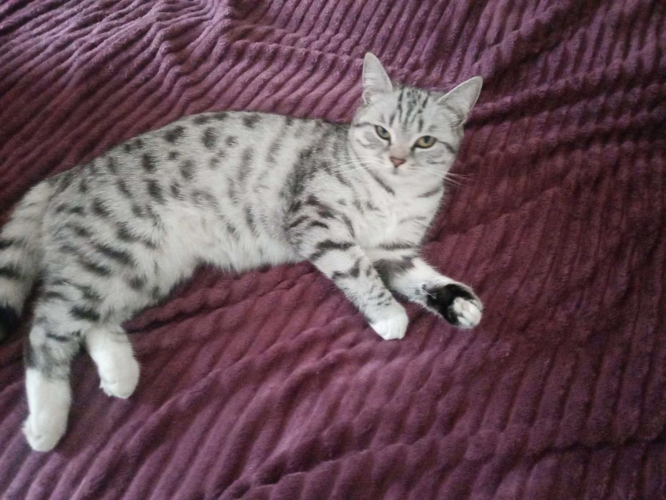 Отдам кошку в добрые руки