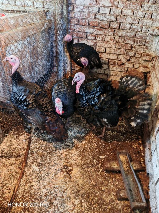 Продавам пуйки порода Артисан