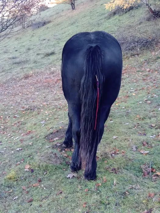 Vând armăsar de 1 an și 10 lunii