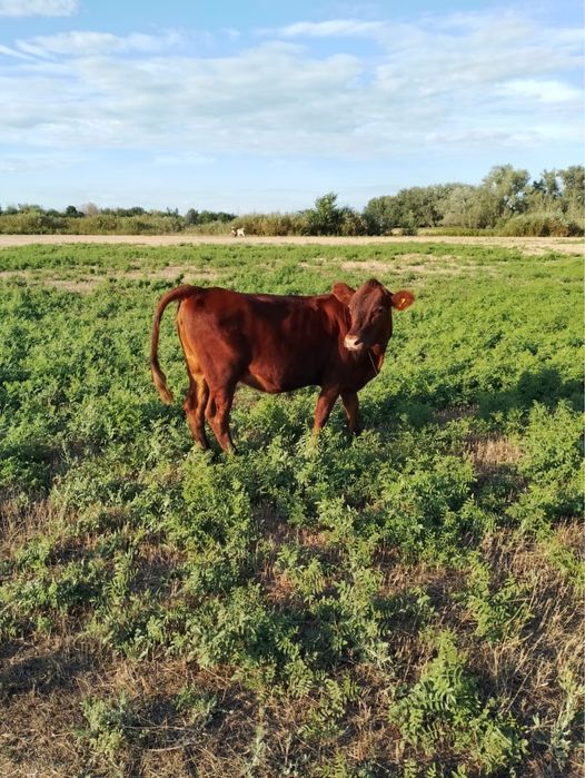 продаётся ангус карова