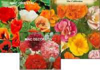 mac oriental / californian/ decorativ -mixt culori / 20seminte=10lei